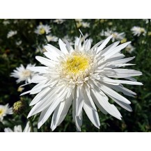Shasta daisy