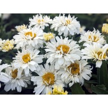 Shasta Daisy