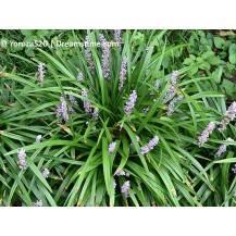 Lily turf
