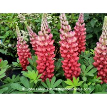 Lupin