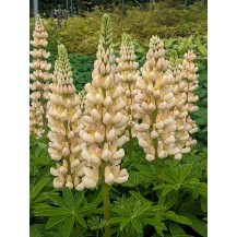 Lupin