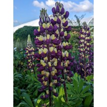 Lupin