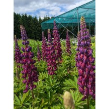 Lupin