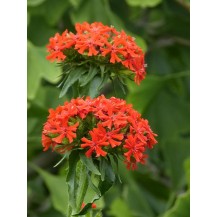 Maltese cross