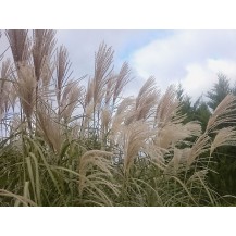 Maiden grass, Chinese silver grass