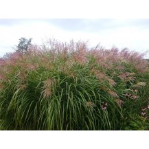 Maiden grass, Chinese silver grass