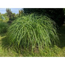 Maiden grass, Chinese silver grass