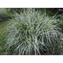 Maiden grass, Chinese silver grass