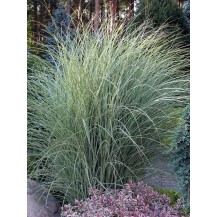 Maiden grass, Chinese silver grass