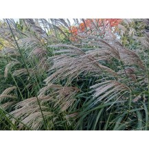Maiden grass, Chinese silver grass