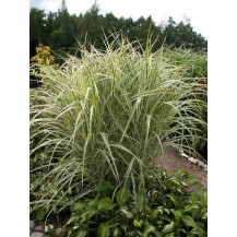 Maiden grass, Chinese silver grass