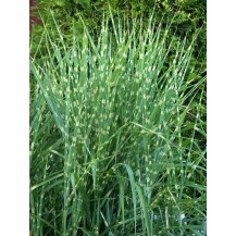 Maiden grass, Chinese silver grass