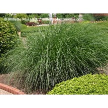 Maiden grass, Chinese silver grass