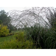 Tall moor grass