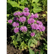 Bee balm, bergamot