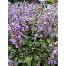 Catmint