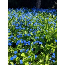 Blue-eyed Mary
