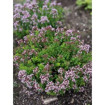 Dwarf oregano