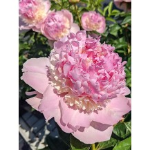 Peony