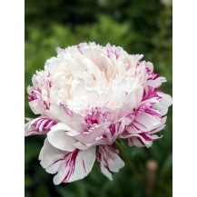 Peony