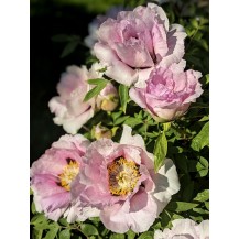 Peony