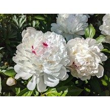 Peony