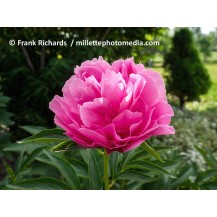 Peony