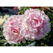 Peony