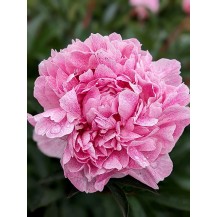 Peony