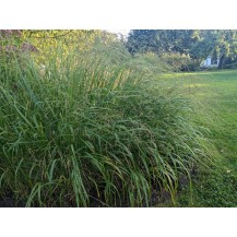 Switch grass