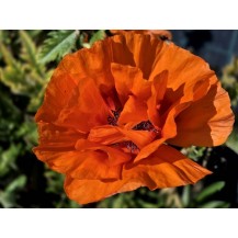 Oriental poppy