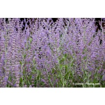 Russian sage