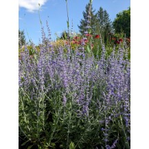 Russian sage