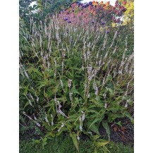 Mountain fleeceflower