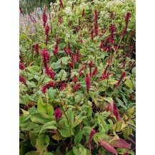 Mountain fleeceflower