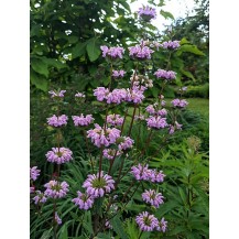 Jerusalem sage
