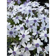 Creeping phlox