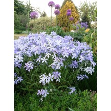 Woodland phlox