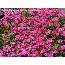 Creeping phlox