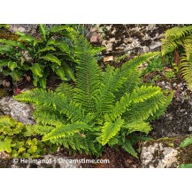 Soft shield fern