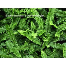Western sword fern