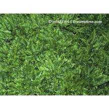 Tassel fern