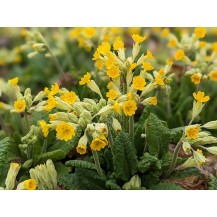 English Cowslip