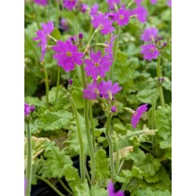 Siberian Primrose