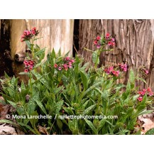 Lungwort