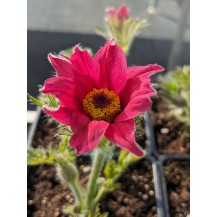Pasque flower