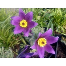 Pasque flower