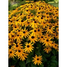 Black-eyed Susan, Orange coneflower