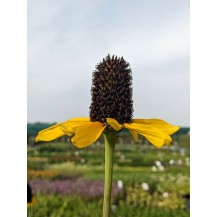 Black-Eyed Susan