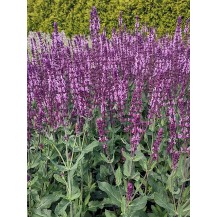 Meadow sage